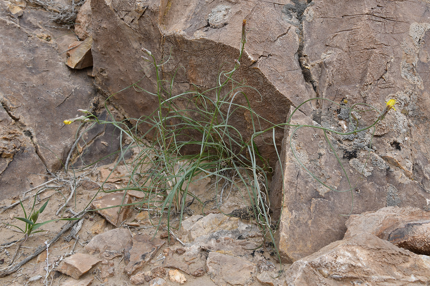 Image of Takhtajaniantha pusilla specimen.