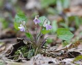 Смотреть изображение Viola selkirkii