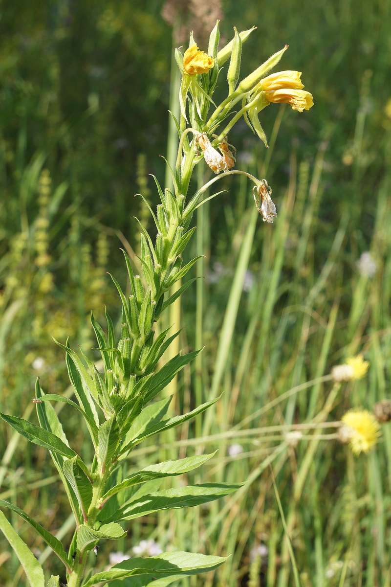 Image of Oenothera biennis specimen.