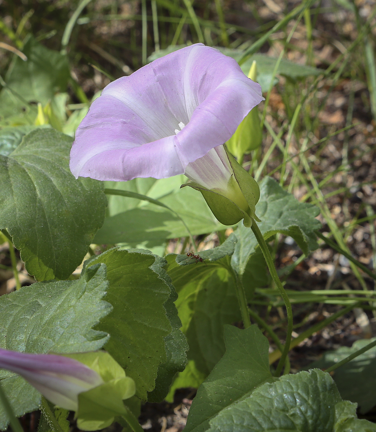 Image of Calystegia spectabilis specimen.