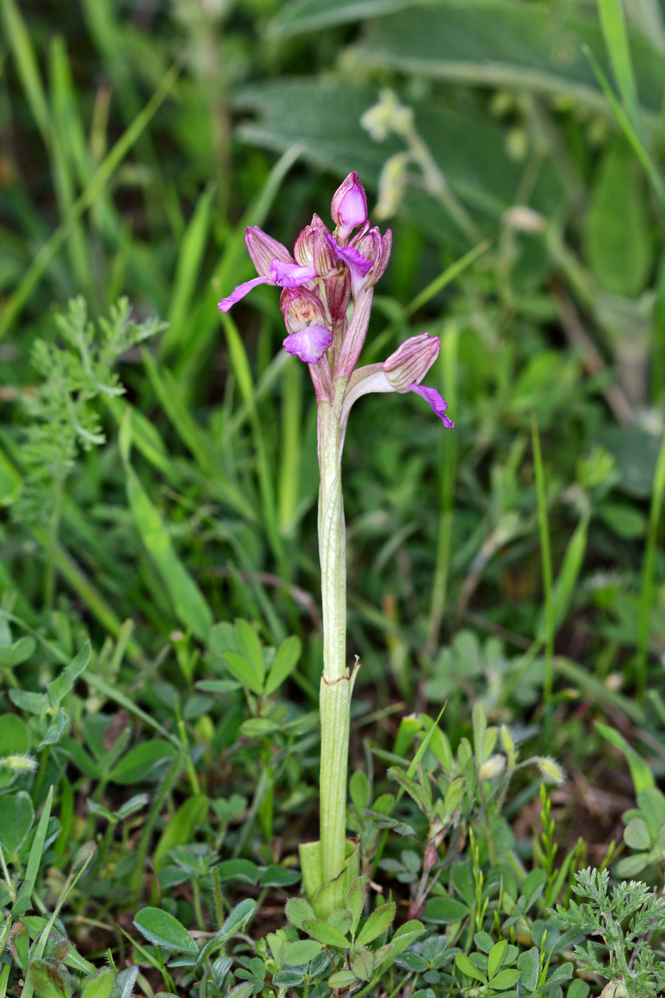 Image of Anacamptis papilionacea ssp. schirwanica specimen.