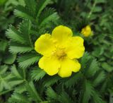 Potentilla anserina. Цветок. Московская обл., Одинцовский р-н, г. Кубинка, обочина дороги. 22.05.2010.