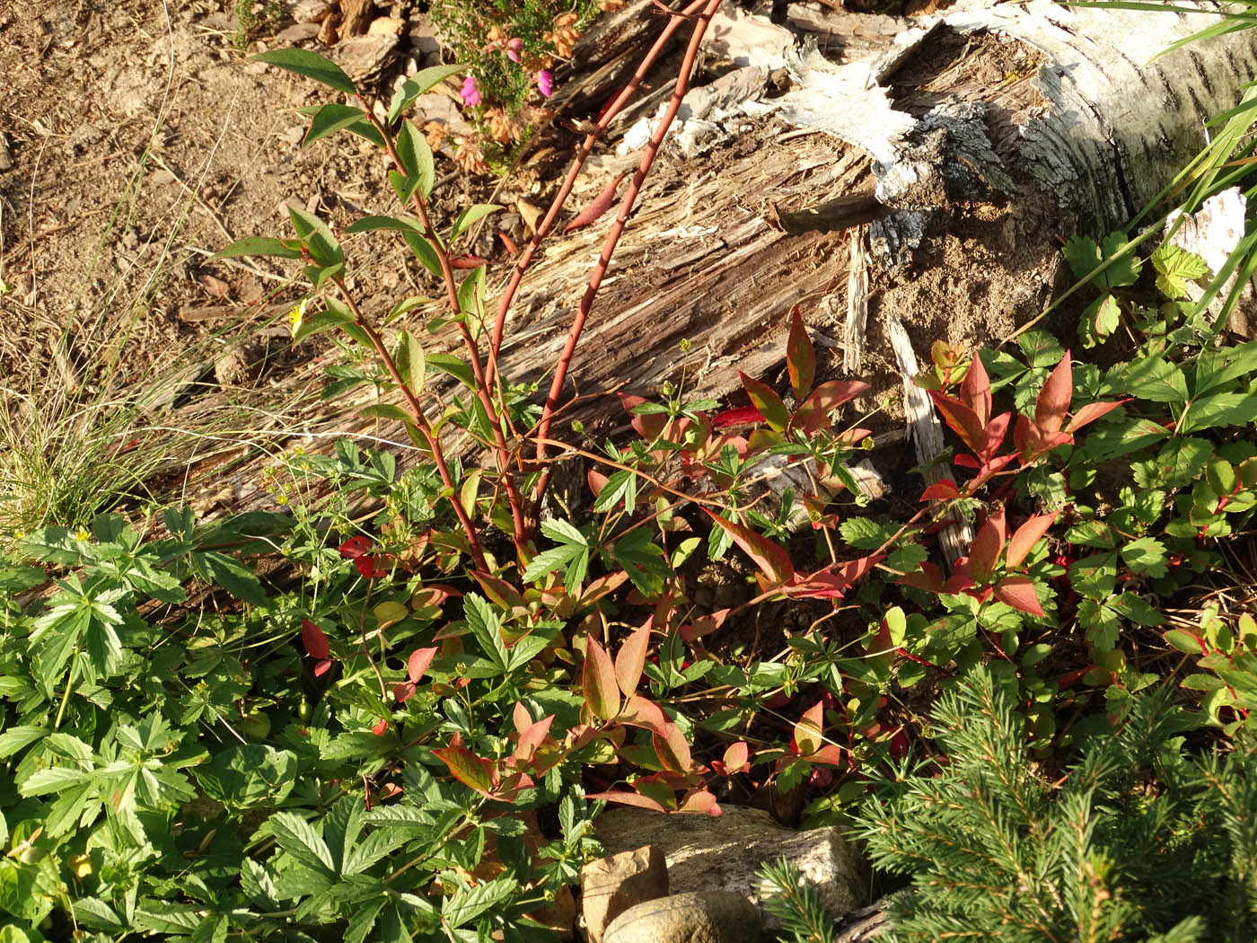 Image of Vaccinium stamineum specimen.