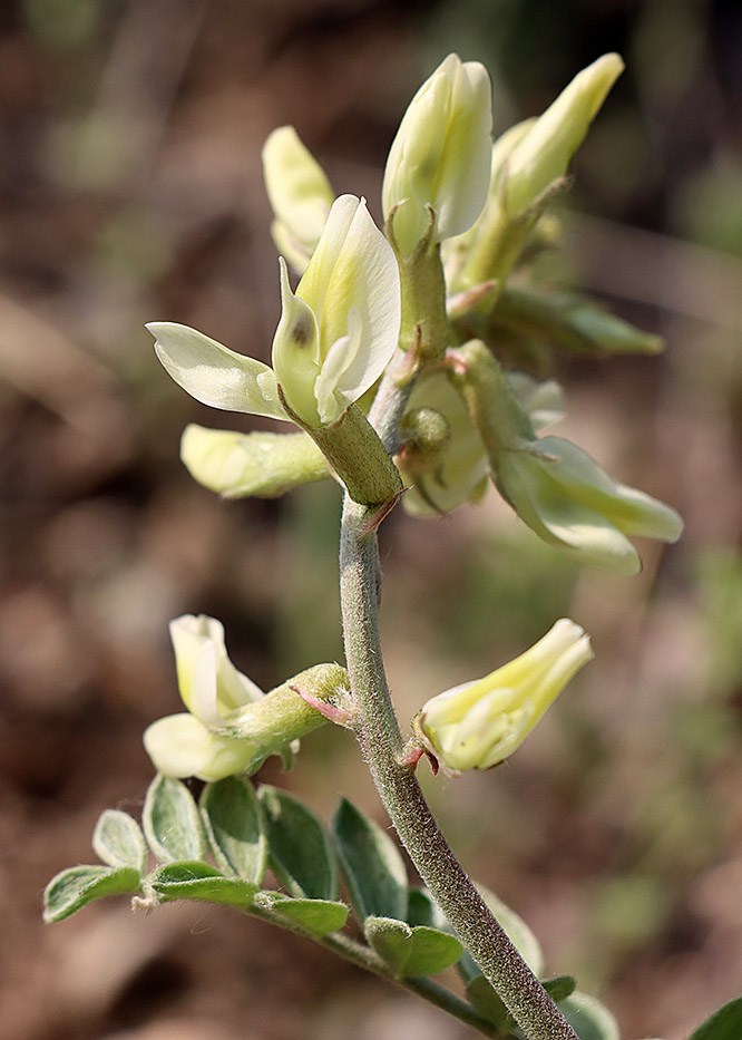 Image of Oxytropis macrocarpa specimen.