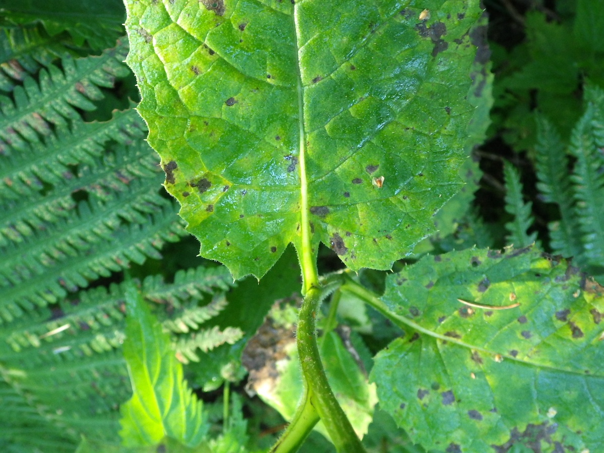 Изображение особи Saussurea latifolia.