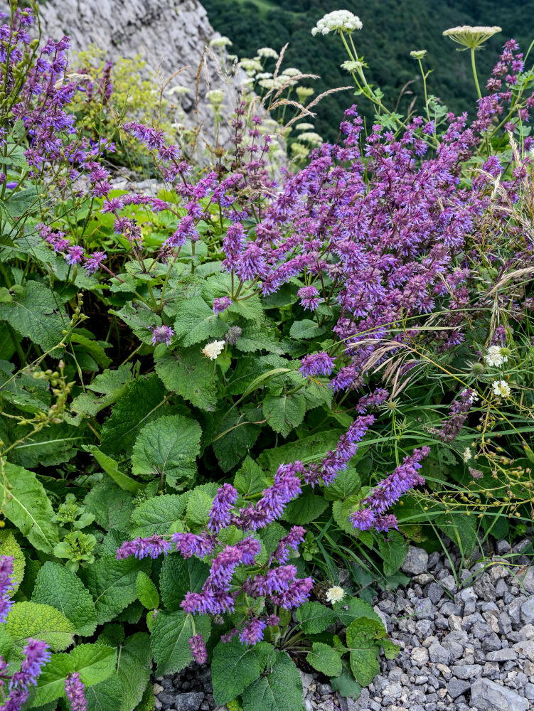 Image of Salvia verticillata specimen.