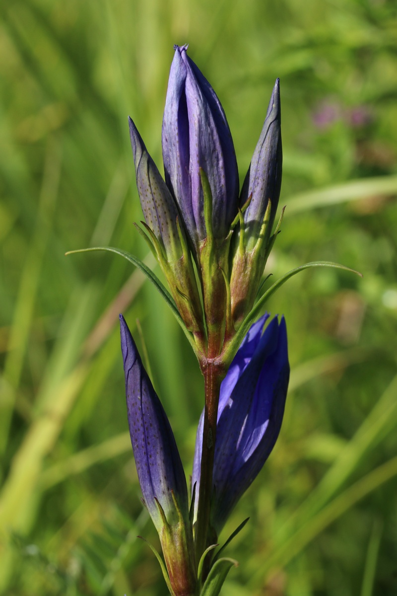 Изображение особи Gentiana pneumonanthe.