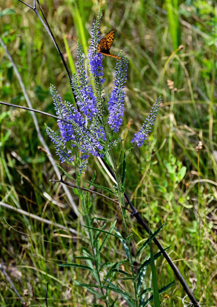 Image of Veronica spuria specimen.