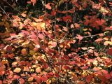 Cotoneaster melanocarpus