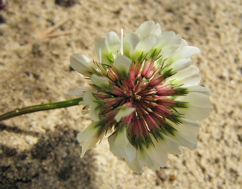 Изображение особи Trifolium repens.