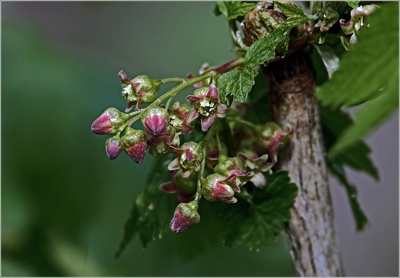 Image of Ribes nigrum specimen.