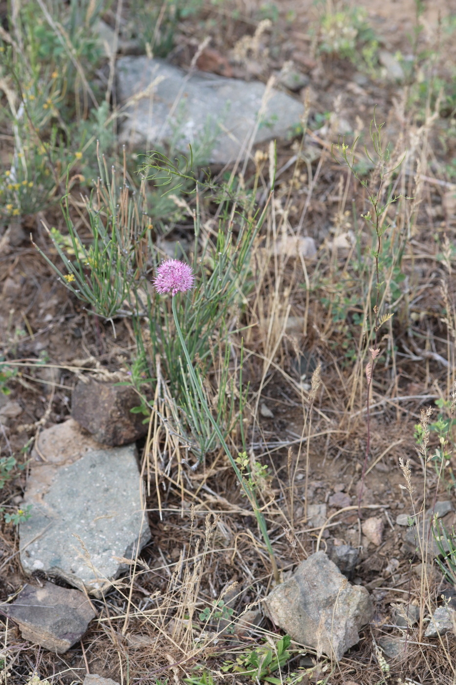 Image of Allium caricifolium specimen.