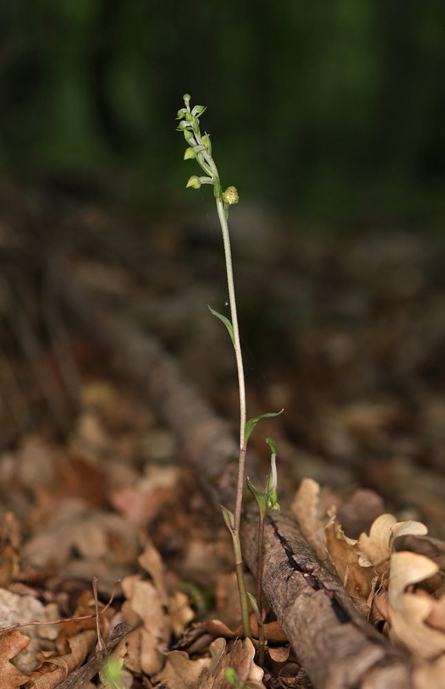 Изображение особи Epipactis microphylla.