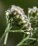 Смотреть изображение Achillea millefolium