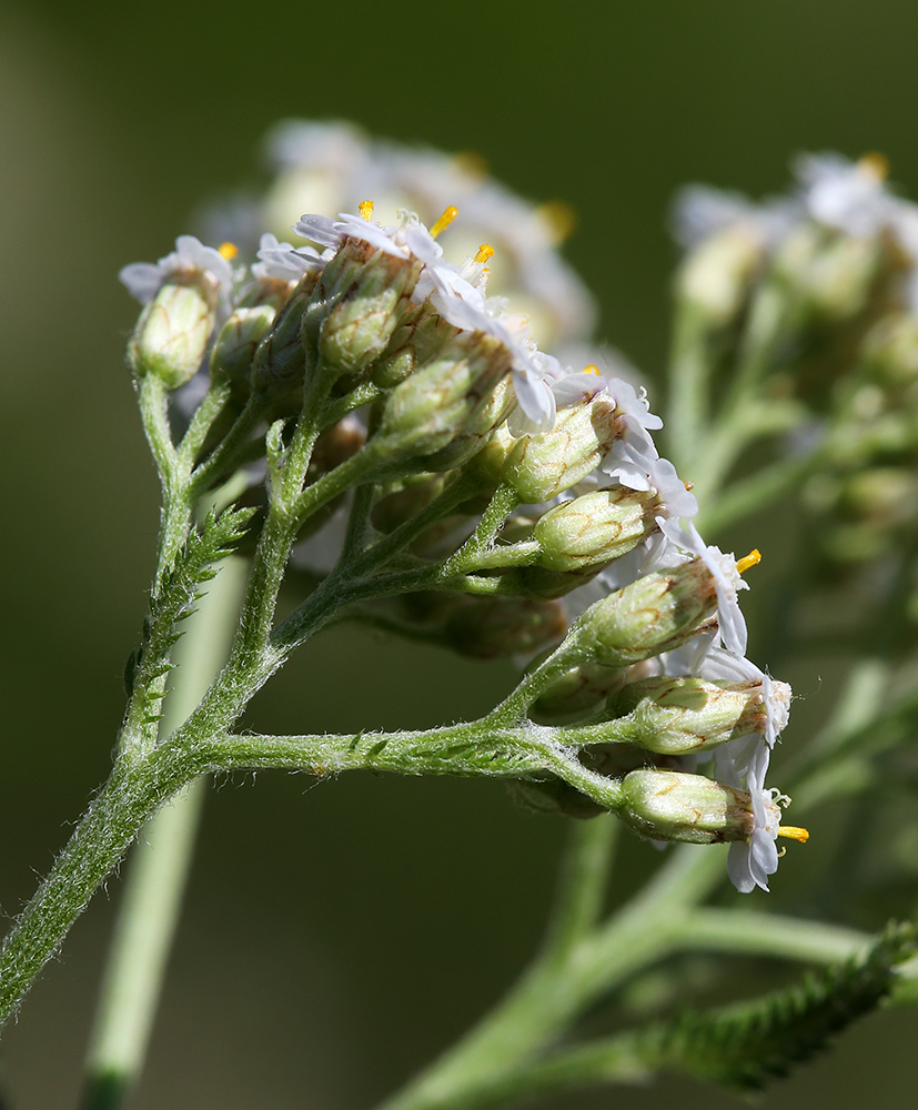 Image of Achillea millefolium specimen.