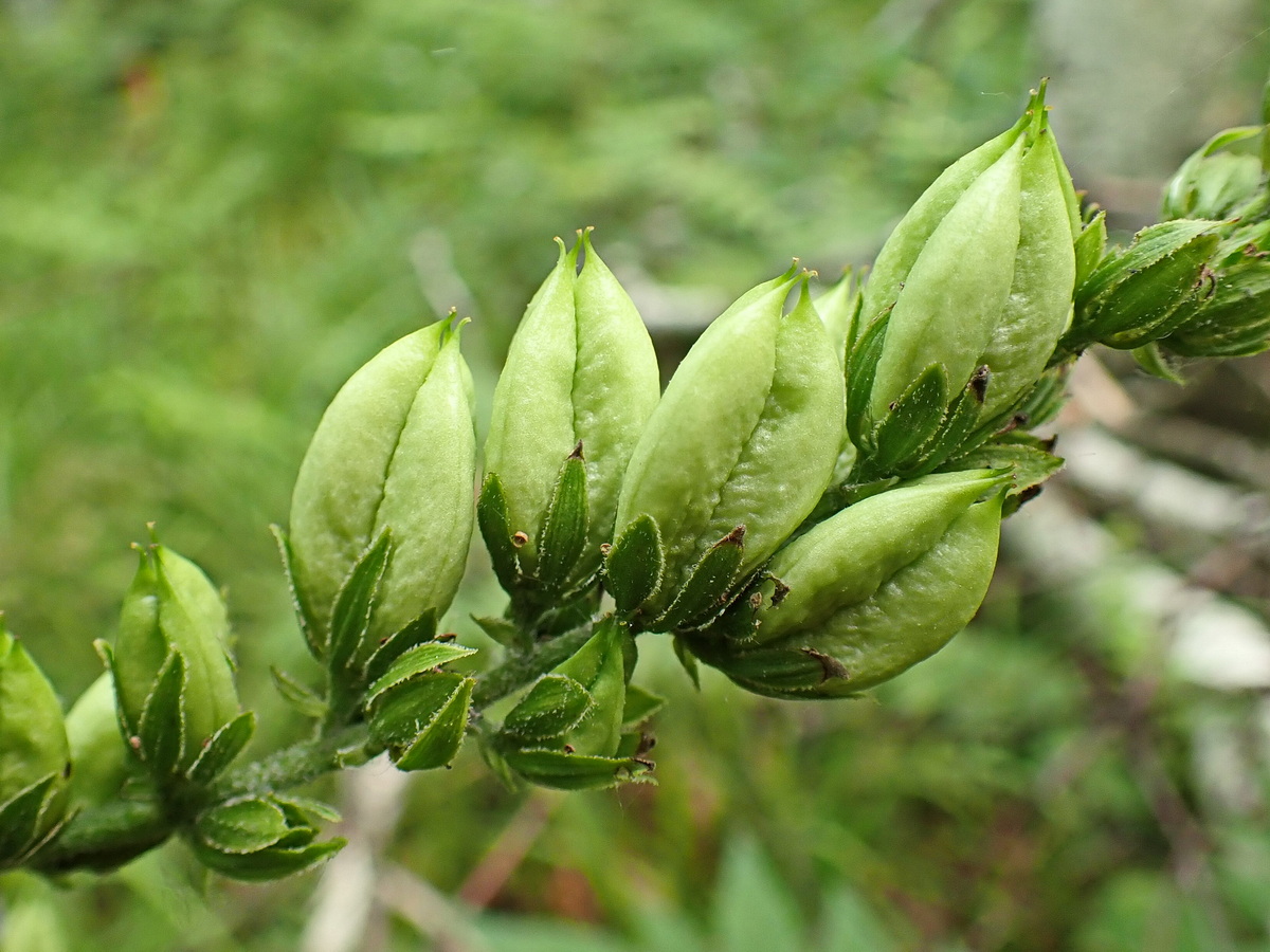 Image of Veratrum dolichopetalum specimen.