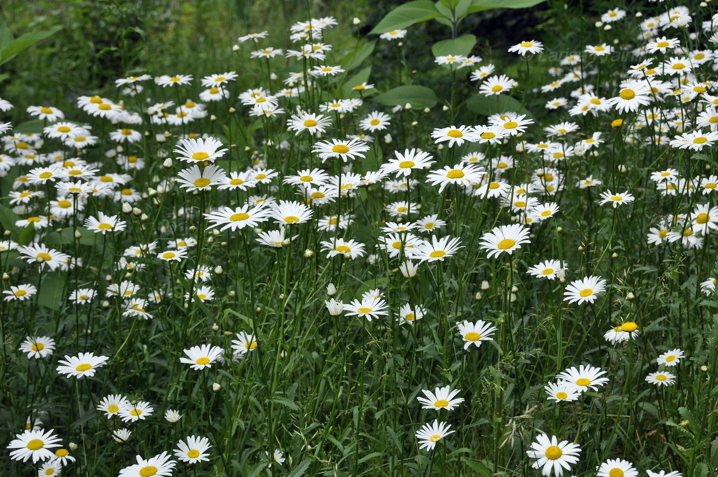 Изображение особи род Leucanthemum.