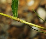 Persicaria viscofera. Часть побега. Приморский край, г. Владивосток, территория БСИ ДВО РАН, на насыпи. 30.07.2024.