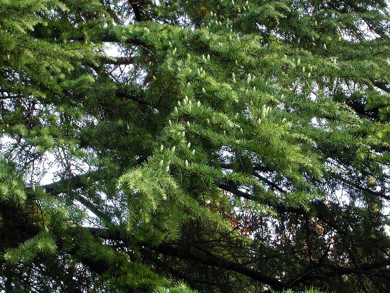 Image of Cedrus deodara specimen.