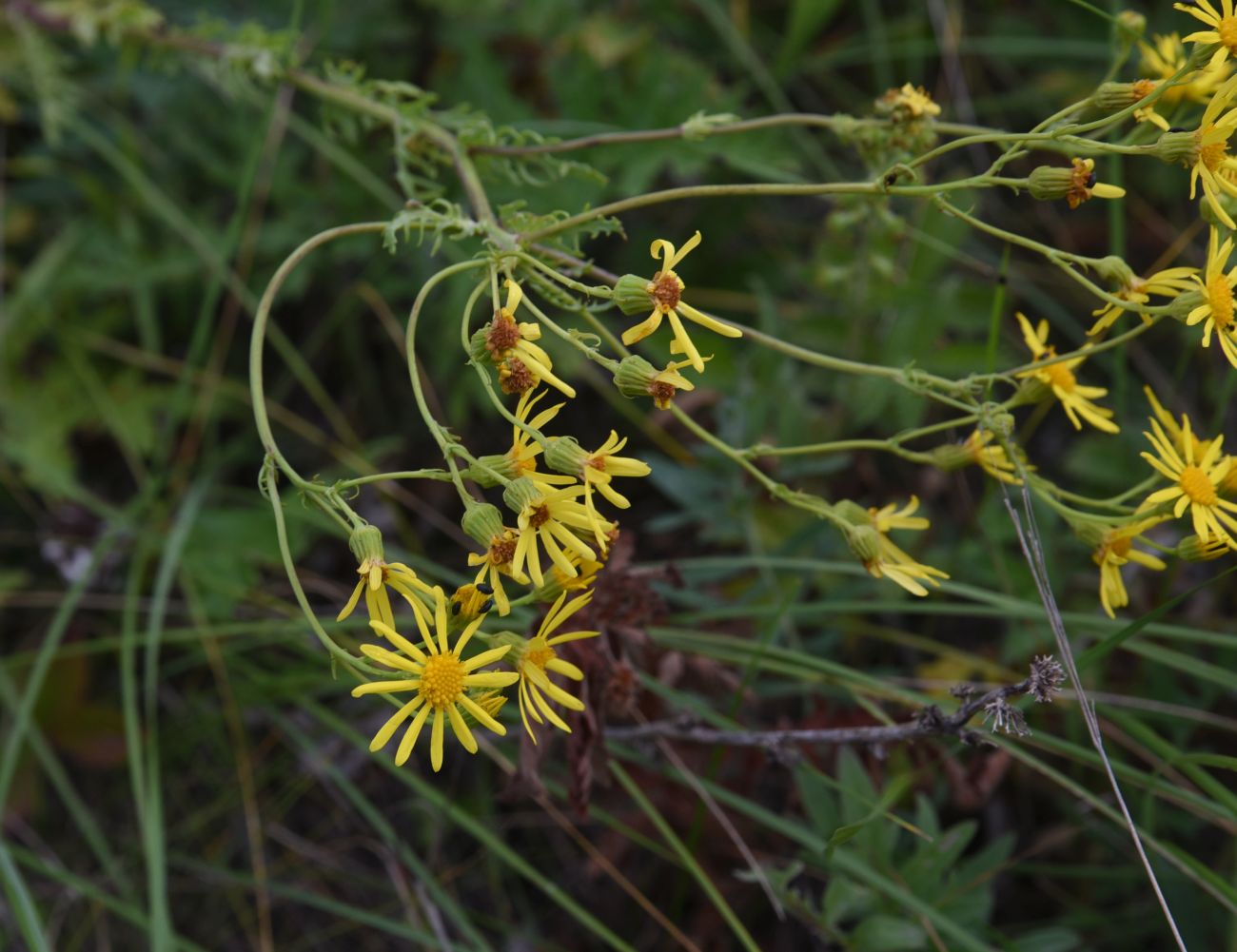 Изображение особи Senecio jacobaea.