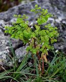 Euphorbia stricta. Плодоносящее растение. Грузия, Имеретия, окр. монастыря Моцамета, каменистый склон. 14.06.2023.