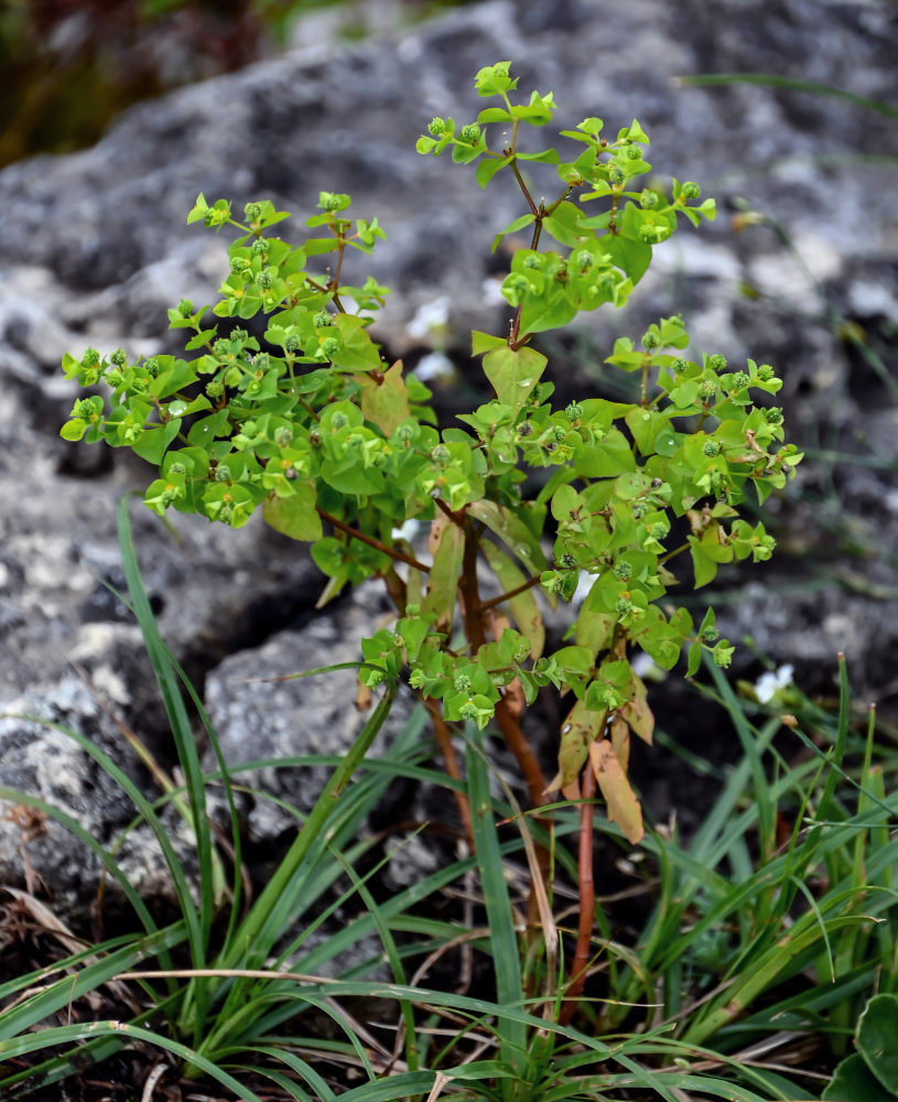 Image of Euphorbia stricta specimen.