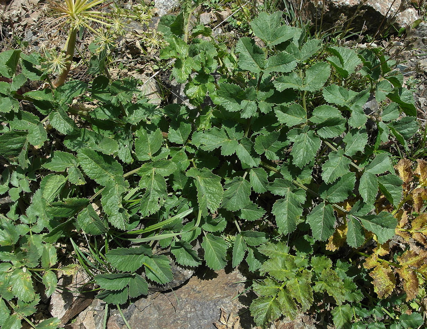 Изображение особи Archangelica brevicaulis.