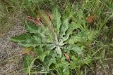 genus Verbascum. Вегетирующее растение. Липецкая обл., Данковский р-н, окр. ур. Крутые Дубки, луг. 31 июля 2024 г.