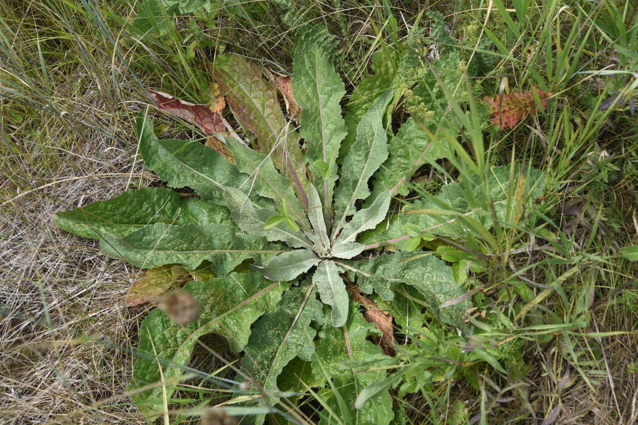 Изображение особи род Verbascum.