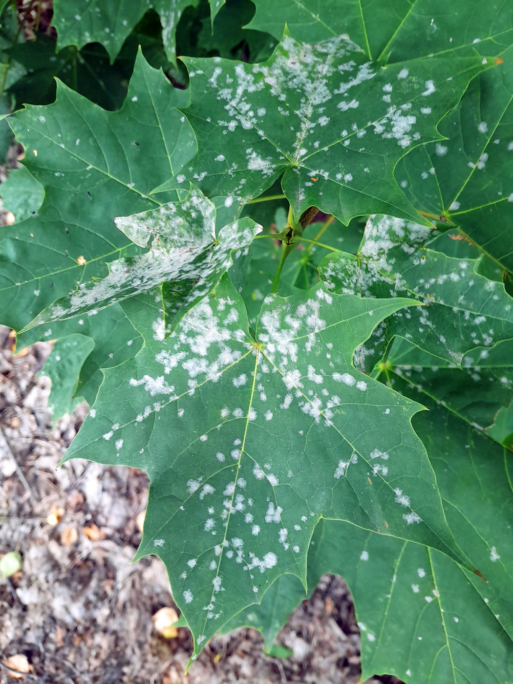 Image of Acer platanoides specimen.