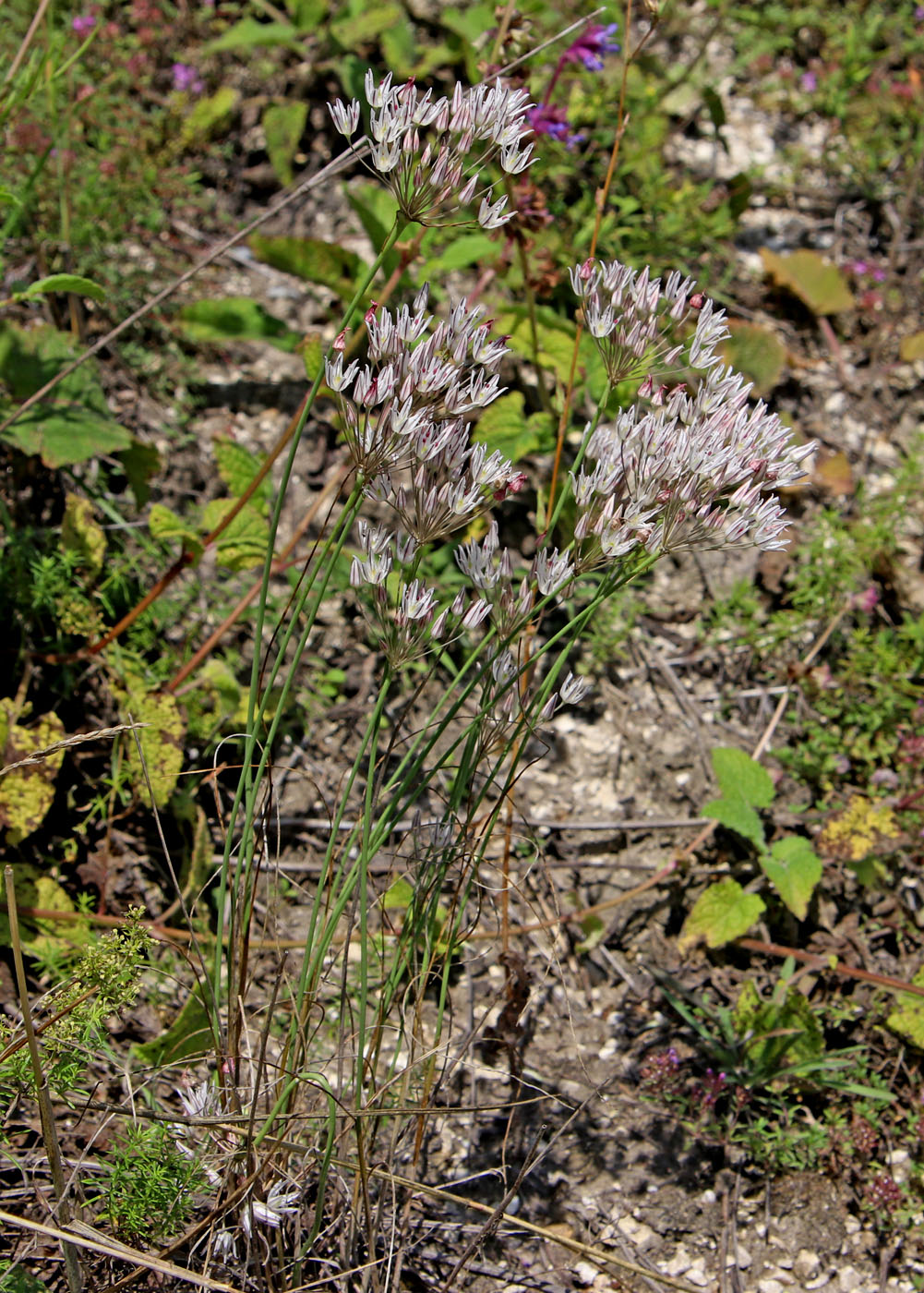 Image of Allium inaequale specimen.