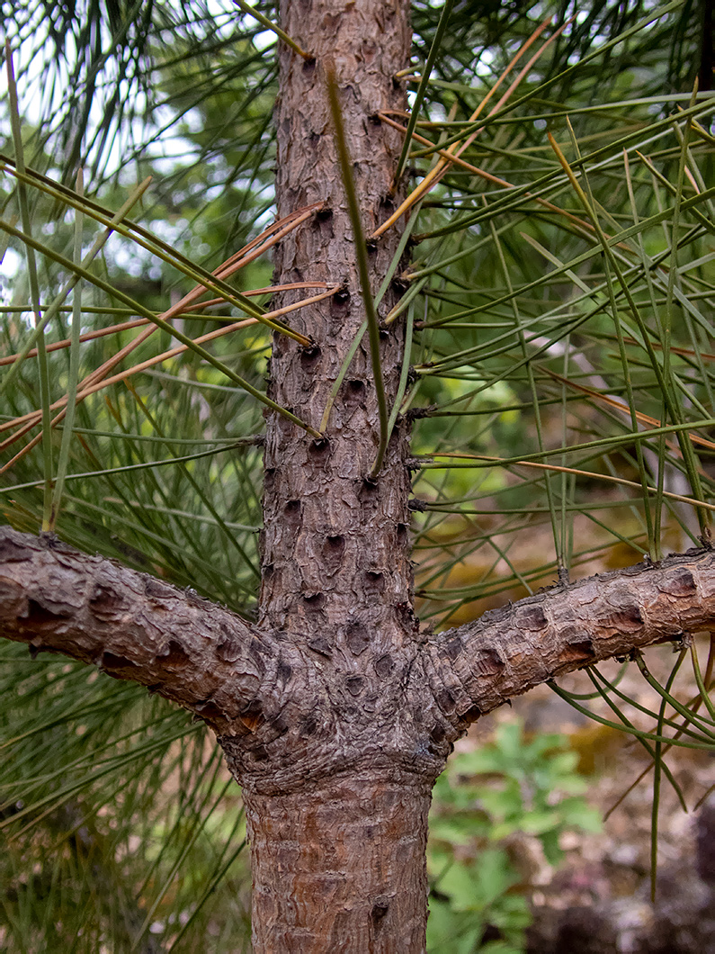 Изображение особи Pinus pallasiana.