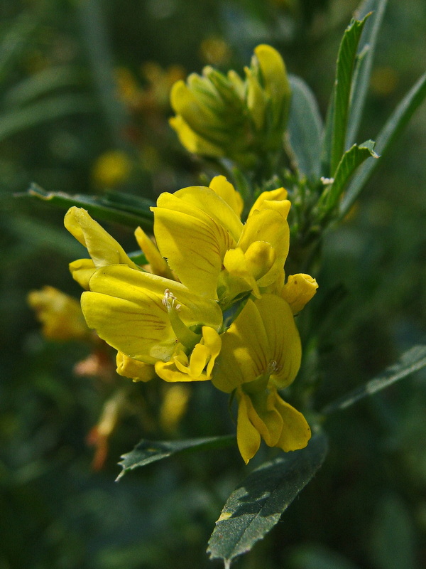 Image of Medicago falcata specimen.