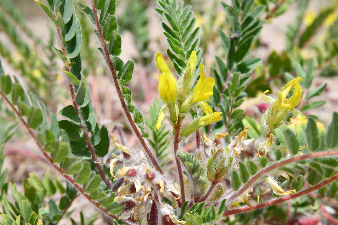 Image of Astragalus rubtzovii specimen.