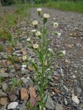 Erigeron acris. Верхушка цветущего растения. Томск, железнодорожная насыпь. 03.07.2024.