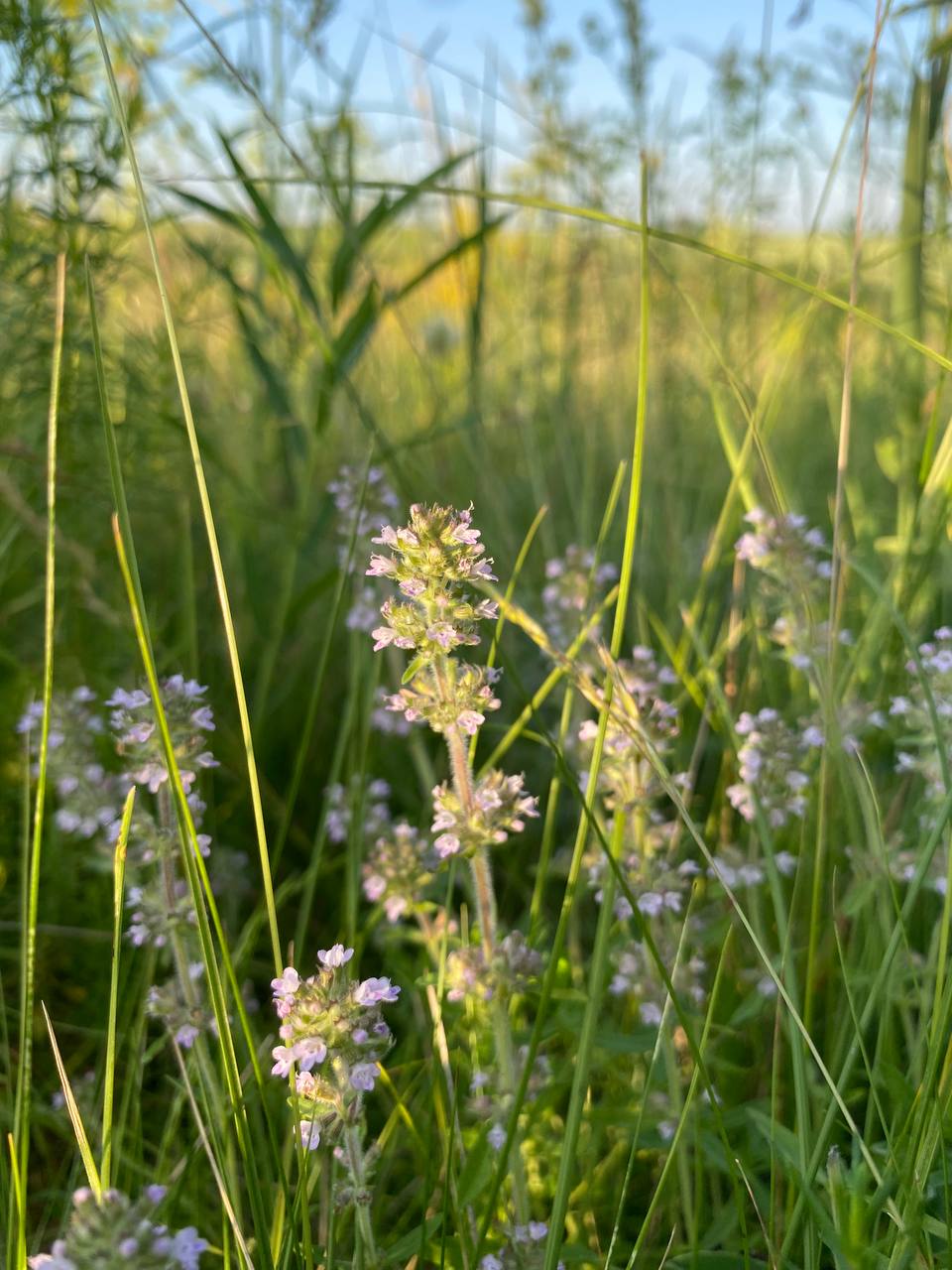 Изображение особи Thymus marschallianus.