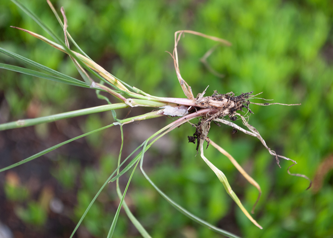 Изображение особи Poa bulbosa ssp. vivipara.