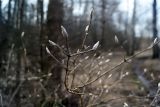 Lonicera xylosteum