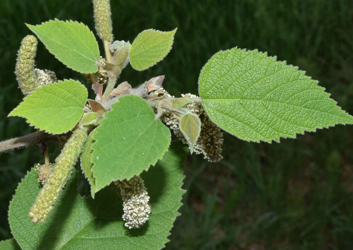 Image of Broussonetia papyrifera specimen.