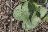 Ajuga orientalis. Листья в прикорневой части растения. Крым, Бахчисарайский р-н, обочина грунтовой дороги в горном лесу в р-не пгт Куйбышево. 18.04.2025.
