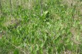 Смотреть изображение Klasea lycopifolia