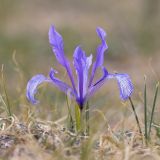 View full-size image Iris tenuifolia