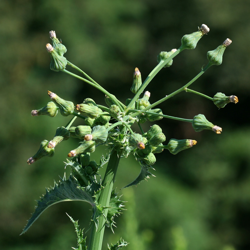 Image of Sonchus asper specimen.