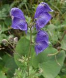 View full-size image Aconitum nemorum