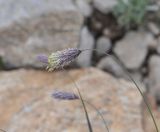 View full-size image Alopecurus ponticus