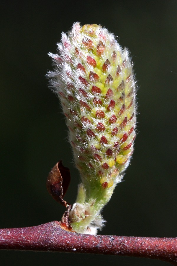 Image of Salix aurita specimen.