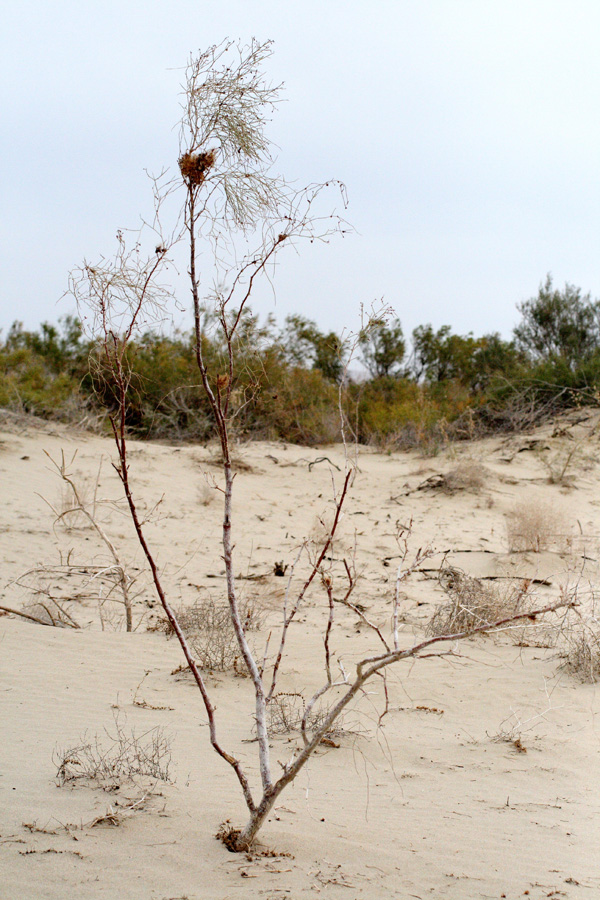 Image of Calligonum eriopodum specimen.