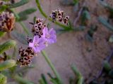 Limonium virgatum. Часть соцветия с цветками и плодами. Израиль, Шарон, г. Герцлия, песчаный пляж. 20.10.2009.