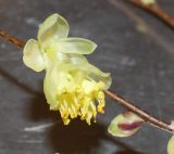 Corylopsis pauciflora. Часть ветки с распустившимся цветком и покоящейся почкой. Германия, г. Кемпен, в культуре. 21.03.2012.