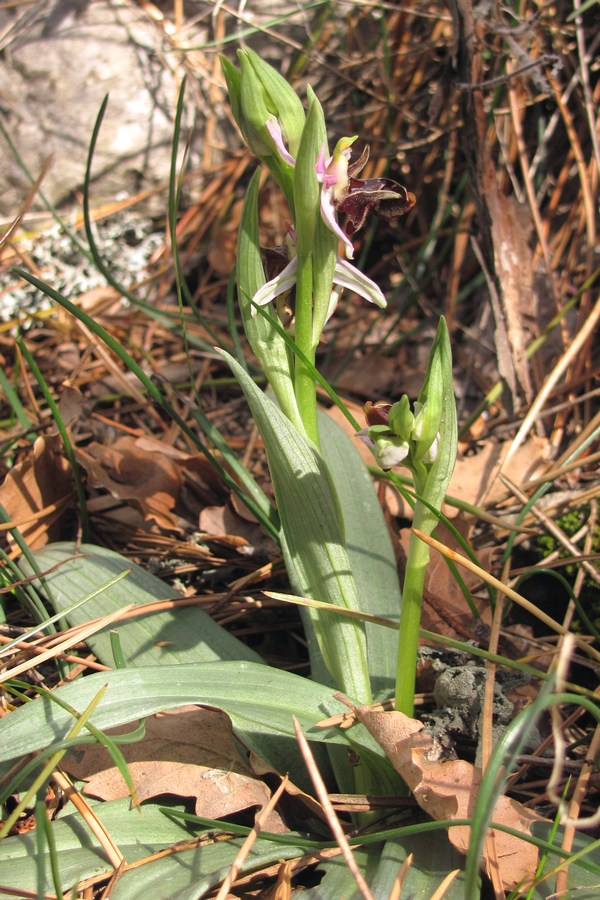 Изображение особи Ophrys oestrifera.